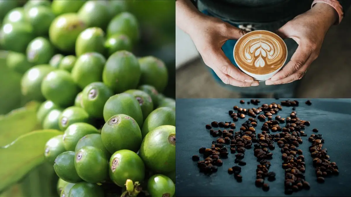 Upptäck smaken av Jamaican Blue Mountain illustration